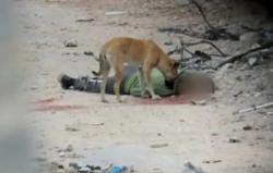 Mayat Bergelimpangan di Gaza Dimakan Anjing Liar, Tentara Israel Halangi Evakuasi