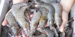 Pemerintah Pastikan Udang RI yang Ditolak AS Aman Dikonsumsi
