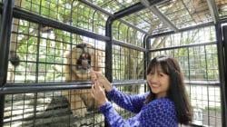 Ingin ke Taman Safari Prigen untuk Wisata Full Day Tanpa Macet, ikuti Jalur Alternatifnya yang Nyama