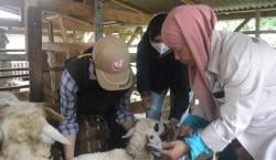 Puluhan Kambing Mati Akibat Cacingan di Pringsewu, Puskeswan Ingatkan Peternak Jangan Anggap Remeh