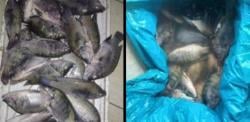 Warga Desa Sido Mukti Mengaku Merugi Ratusan Juta Karena Ikannya Mati Tercemar Limbah Sawit