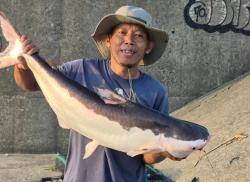 Pemancing di Bendung Gerak Dapat Ikan Patin Albino Langka, Disebut Hiu Air Tawar