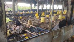 Kandang Ayam di Ponorogo Terbakar hingga Ribuan Ayam Terpanggang, Kerugian Rp700 Juta