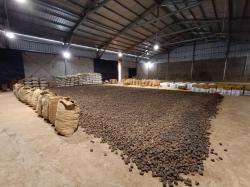 Hilirisasi Gambir, Harapan Baru Petani Sumbar untuk Sejahtera