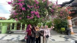 Cantiknya Bougenville Lamongan, dari Tanaman Hias Jadi Ikon Foto Viral