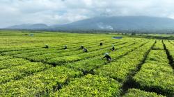 Tepis Kekhawatiran Warga, PTPN IV Pastikan Kebun Teh Sidamanik Tidak Berubah Jadi Sawit