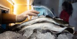 25 Siswa dan Guru di Ketapang Keracunan Ikan Hiu, Pakar Gizi Ingatkan Bahaya Konsumsi Predator Laut