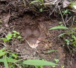 Harimau Sumatera Gentayangan di Kebun Warga Deliserdang, BBKSDA Turunkan Tim Patroli Intensif