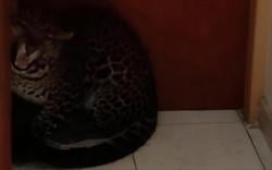 Kronologi Macan Tutul Masuk Hotel di Bandung, Datang Sebelum Subuh