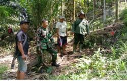 Harimau Sumatera Diduga Muncul di Sibolangit, Begini Respons BBKSDA Sumut