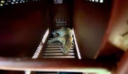 Bandung Heboh! Seekor Macan Tutul Masuk Hotel, Pengunjung Panik dan Ketakutan