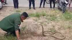 Aksi Danu Taklukkan Ular King Kobra 3,5 Meter di Toilet Warga Padang, Bikin Shock dan Tegang