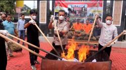 Polres Pasaman Musnahkan 15,4 Kg Ganja Kering, Dua Kurir Asal Padang Jadi Tersangka