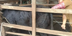 Disnakwan Lebak Genjot Inseminasi Buatan, 189 Hewan Ternak Sudah Disuntik hingga Oktober 2025