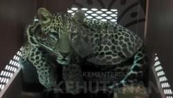 Kondisi Terkini Macan Tutul Masuk Hotel di Bandung, Direhabilitasi di PPS Cinangka Sukabumi