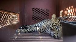 Geger di Bandung! Macan Tutul Tiba-Tiba Masuk Hotel, Evakuasi Dramatis 3 Jam