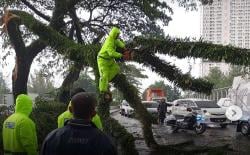 Pohon Tumbang di Ciater BSD Diterjang Hujan Deras dan Angin Kencang, Lalin Macet!