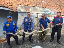 Ular Sanca 4 Meter Berhasil Dievakuasi usai Mangsa Ternak Warga di Kandang Ayam