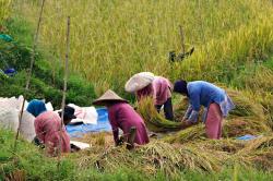 Panen Gabah Basah Melimpah! Lebak Surplus Beras Selama 20 Bulan ke Depan
