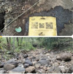 Perhutani Madiun Diduga Tebang Kayu Ilegal, Ini Penjelasan Waka ADM