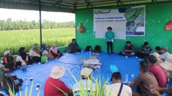 Irigasi Zonk! Saluran Pemerintah Gak Fungsi, Petani Langkat Nombok Bayar Pompa
