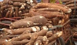 Dongkrak Ekonomi Petani, Produksi Palawija di Lebak Capai 6.668 Ton!