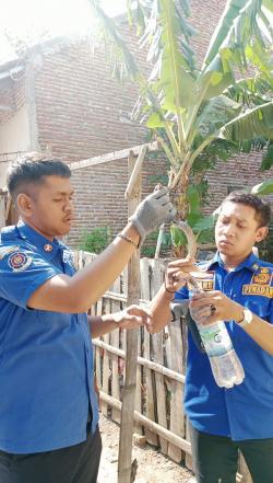 Petugas Evakuasi Seekor Ular Masuk ke Pemukiman Warga di Tenggarang