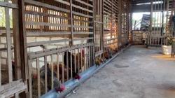 Peternak di Tuban Tekuni Ayam Kampung Super, Omzet Tembus Jutaan Rupiah