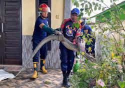 Damkar Barito Selatan Evakuasi Biawak Jumbo 1,5 Meter dari Halaman Rumah Warga