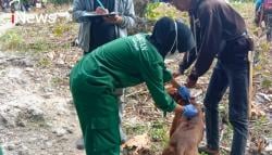 Mahasiswa Polbangtan Kementan Turun Langsung Dukung Program BUSER, Tekan Penyebaran Rabies di Bone
