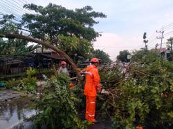 Cuaca Ekstrem, BPBD Evakuasi Pohon Tumbang di Jalan Bojonegoro - Nganjuk