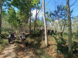 4,6 Hektare Lahan Kopi di Lahan PTPN I Regional V Bondowoso Dirusak OTK, Pekerja Menangis Histeris