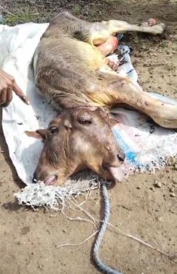 Gegerkan Masyarakat, Anak Sapi Terlahir Miliki Dua Kepala