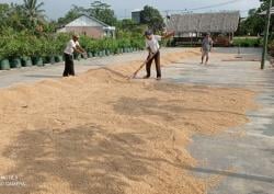 Alami Surplus hingga 179 Ribu Ton, Kabupaten Lebak jadi Lumbung Padi di Banten