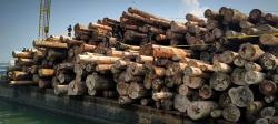 Ribuan Kubik Kayu Ilegal Disita di Gresik, Satgas PKH Ungkap Negara Rugi Ratusan Miliar