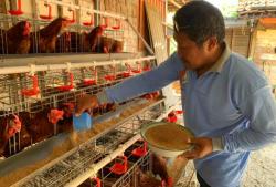 GAYATRI Bojonegoro Jadi Inspirasi, Ini Tips Beternak Ayam Petelur Sehat dan Produktif