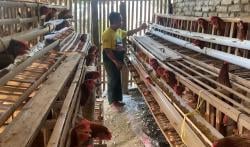Kok Aneh, Harga Telur Naik Bikin Warga Kurang Mampu di Ponorogo Malah Diuntungkan