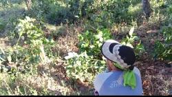 Ribuan Pohon Kopi Dirusak, PTPN I Laporkan Aksi Vandalisme ke Polisi