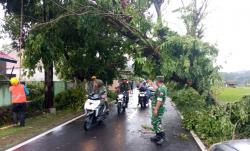 Pohon Tumbang Ganggu Lalu Lintas di Ciwaru, TNI dan Warga Sigap Evakuasi