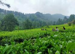 Buntut Penutupan Usaha Wisata di Puncak Bogor, Anggota DPR RI Mulyadi: KLH Jangan Hantam Kromo!