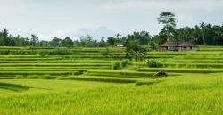 Hari Pangan Sedunia, Dua Guru Besar IPB University Soroti Krisis Lahan Pertanian di Indonesia