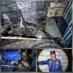 Ular Piton Sepanjang 3,5 Meter Terkurung Usai Mangsa Ayam, Dievakuasi Damkar Palangka Raya