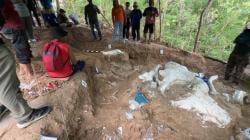 Ekskavasi Fosil Gajah Purba Stegodon di Hutan Tritik Nganjuk Dilanjutkan, Diduga Satu Individu Utuh