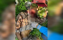 Gegerkan Warga, Lansia Ditemukan Tewas dengan Luka Sayatan di Leher Dekat Hutan Margomulyo