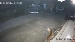 Warga dan Petugas Panik, Harimau Sumatera Terekam CCTV di Perkantoran BRIN Agam