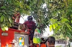 Sarang Tawon Lalat di Pohon Lengkeng TK Al-Hidayah Palangka Raya Berhasil Dievakuasi Damkar