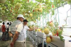 Desa Kasturi di Kuningan Kembangkan Melon Premium Berbasis Teknologi