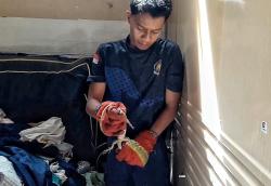 Biawak Masuk Kamar Tidur Warga di Palangka Raya, Tim Rescue Damkar Berhasil Evakuasi