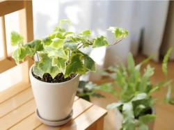 5 Tanaman Hias yang Cocok untuk Ruangan Minim Cahaya, Siap Percantik Kamar Kamu!
