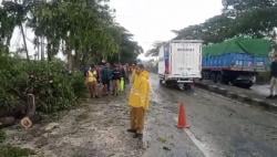 Cuaca Ekstrem, Pohon Tumbang Halangi Jalan Raya Lamongan–Babat